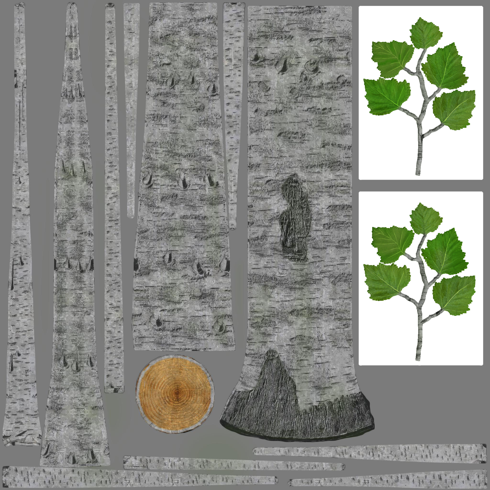 Birch tree base map